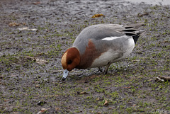 Wigeon