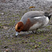 Wigeon Wigeon