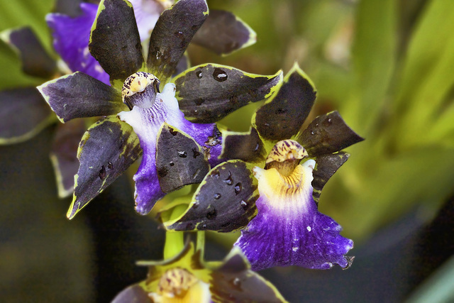 Purple and Brown Orchids – Conservatory of Flowers, Golden Gate Park, San Francisco, California