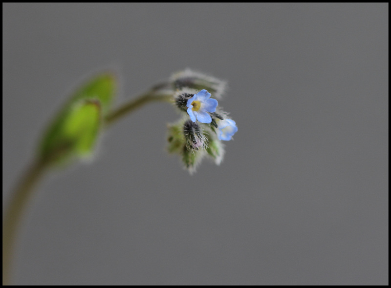 Myosotis stricta (6)