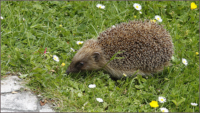 Piquante rencontre