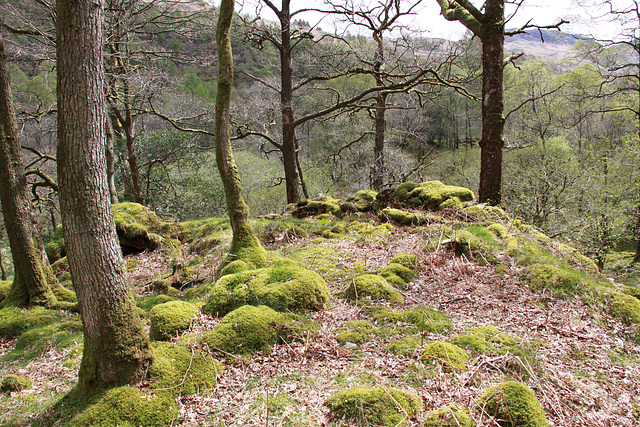 Castle Crag Borrowdale