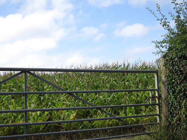 Full fields of corn