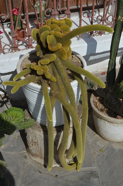 Lima, Larco Museum, The Cactus