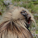 Ethiopia, Simien Mountains, Yawning Male of Gelada