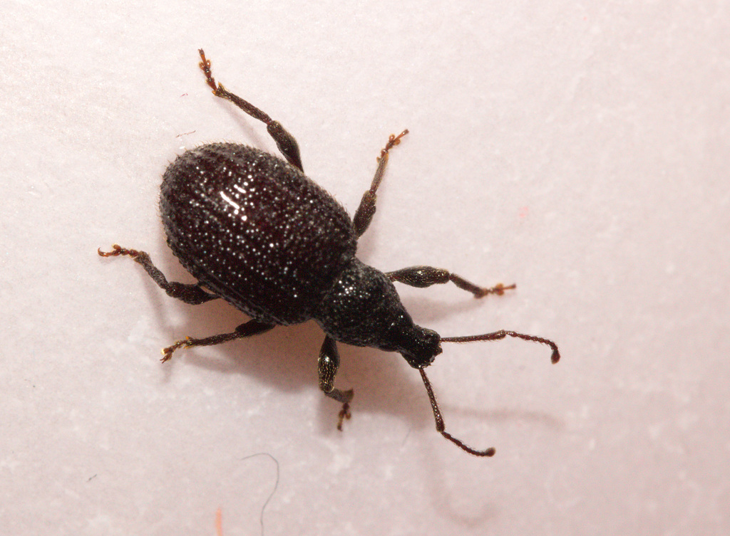 WeevilIMG 3636