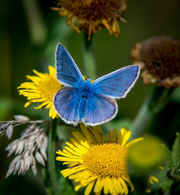 Common blue butterfly.10jpg