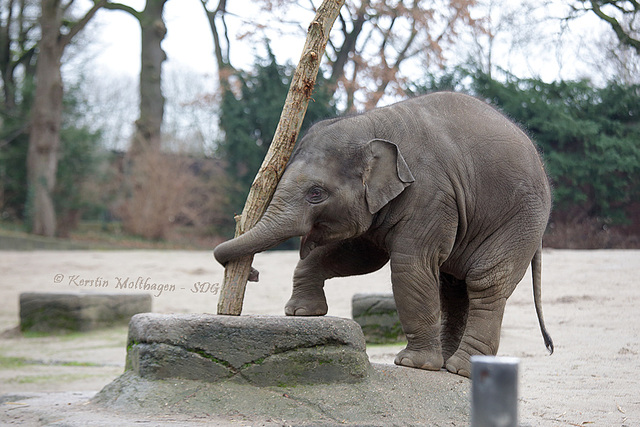 Tossing the Caber (Hagenbeck)