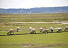 Baie de Somme