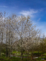 Cherry blossom starting to appear