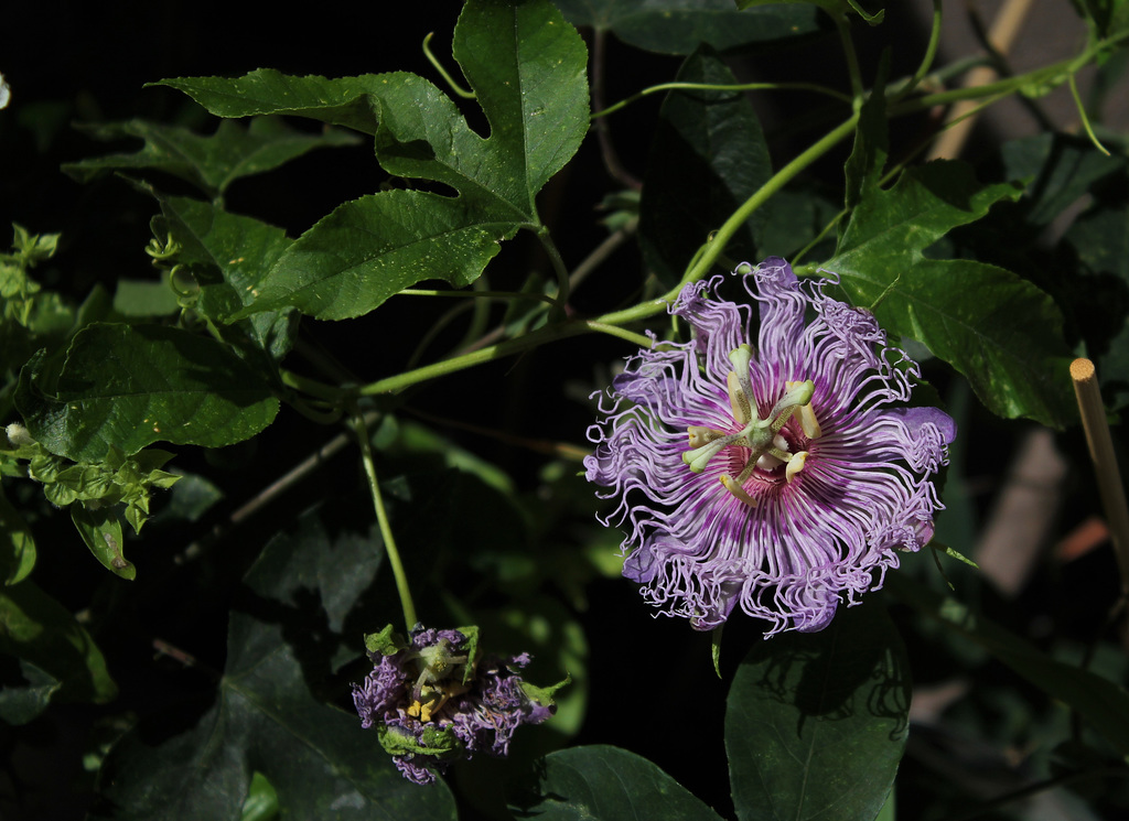 Passiflora incarnata (5)