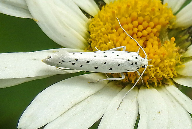 20210722 1862CPw [D~LIP] Pfaffenhütchen-Gespinstmotte (Yponomeuta cagnagella), Wiesen-Margarite (Lucanthemum Vulgare agg), Bad Salzuflen