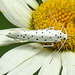 20210722 1862CPw [D~LIP] Pfaffenhütchen-Gespinstmotte (Yponomeuta cagnagella), Wiesen-Margarite (Lucanthemum Vulgare agg), Bad Salzuflen