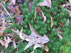 Oak leaves on moss