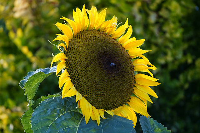 Riesige Sonnenblume mit Biene