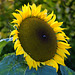 Riesige Sonnenblume mit Biene