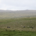 Dartmoor