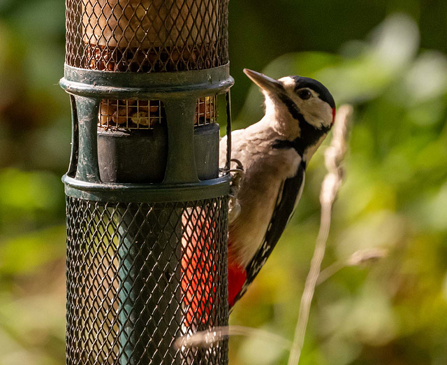 Great spotted woodpecker