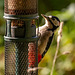 Great spotted woodpecker