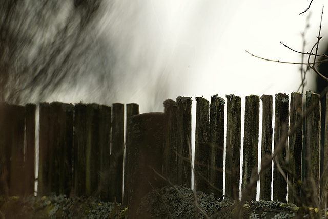 DoF & Fence & Lichen