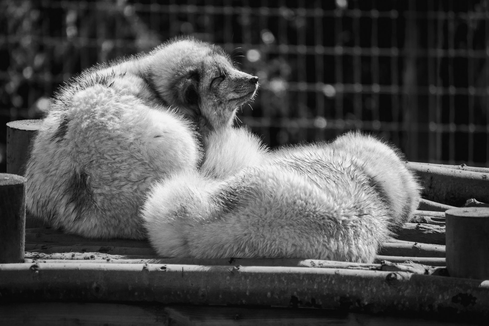 Arctic fox