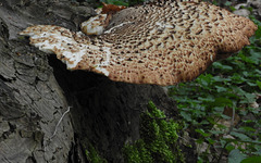 A delicious  large  pancake