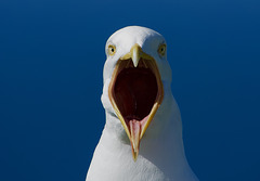Dave……Dave