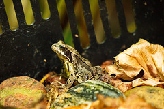 "Küss mich" sagte der Frosch. "Küss mich" sagte der Frosch.