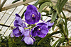 Purple Dendrobium Orchids – Conservatory of Flowers, Golden Gate Park, San Francisco, California