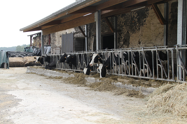 Randonnée Bombon-La Chapelle Gauthier-Bombon  - 20/06/2015