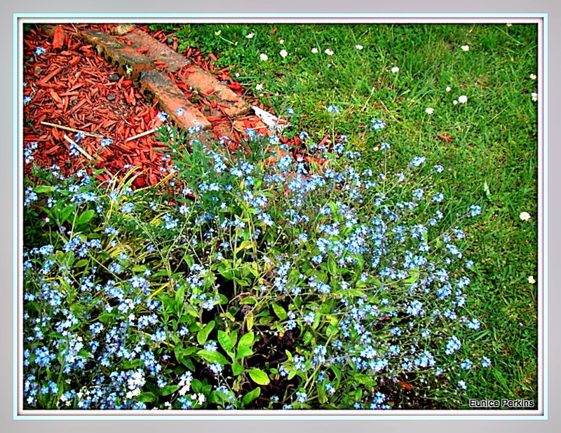 Forget-Me-Nots.