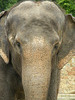 Elephant at Fort Worth Zoo