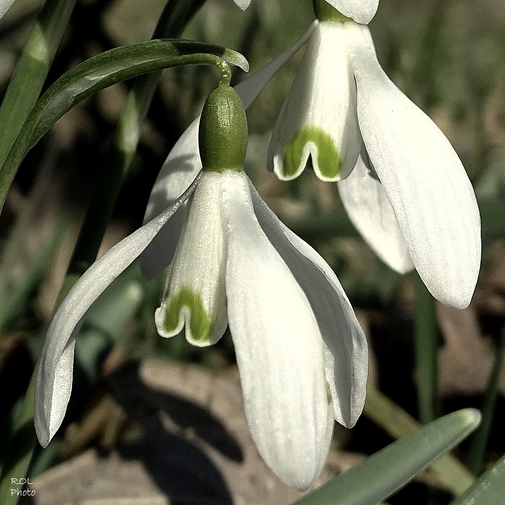 On attend ........le printemps.....!