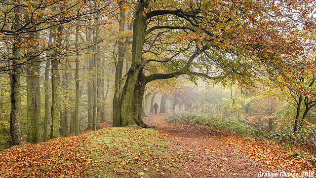 Beech trees