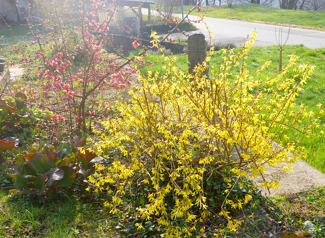 grün rot gelb - die Farben des Frühlings