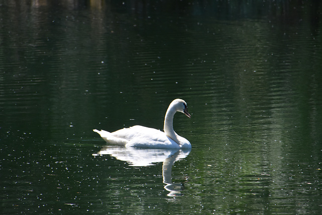 Schwan im Altrhein bei Speyer