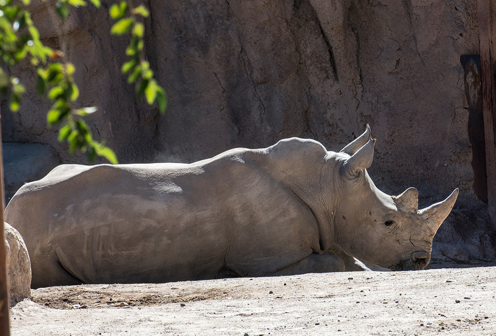 Albuquerque zoo set 418
