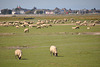 Baie de Somme