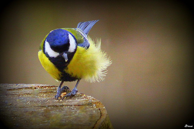 Mésange Charbonnière