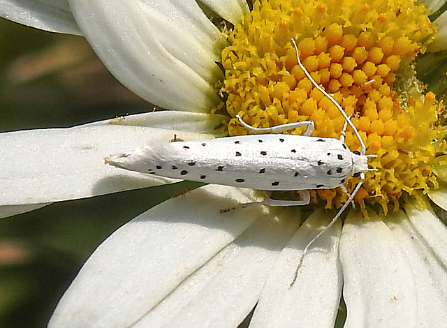 20210722 1865CPw [D~LIP] Pfaffenhütchen-Gespinstmotte (Yponomeuta cagnagella), Wiesen-Margarite (Lucanthemum Vulgare agg), Bad Salzuflen