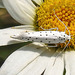20210722 1865CPw [D~LIP] Pfaffenhütchen-Gespinstmotte (Yponomeuta cagnagella), Wiesen-Margarite (Lucanthemum Vulgare agg), Bad Salzuflen
