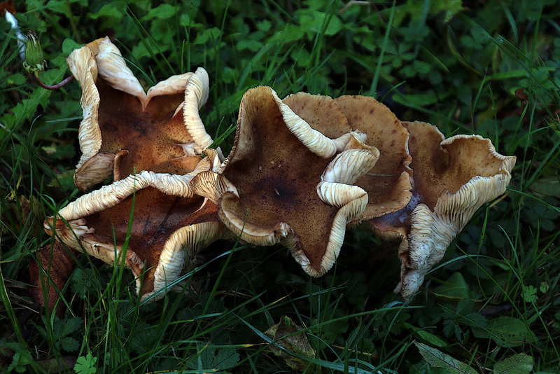 Tous les champignons sont consommables , mais certains uniquement une fois .