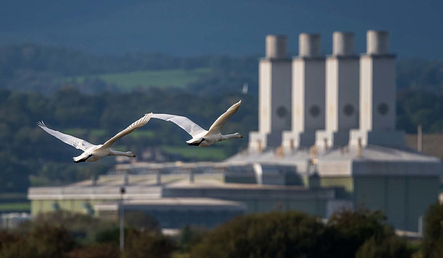 Mute swans