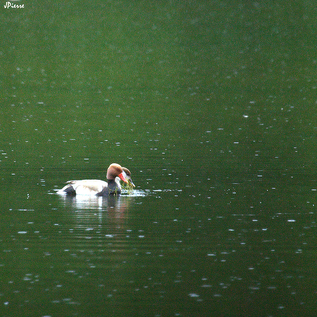Nette rousse