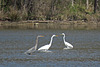 Egrets and a Heron