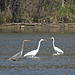 Egrets and a Heron