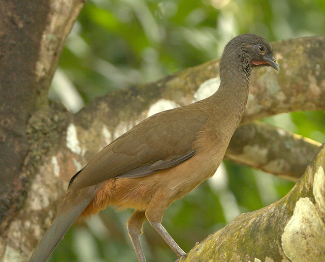 IMG 0065-1birdcloseup