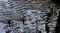 Reflections, Leaves and Ducks 2