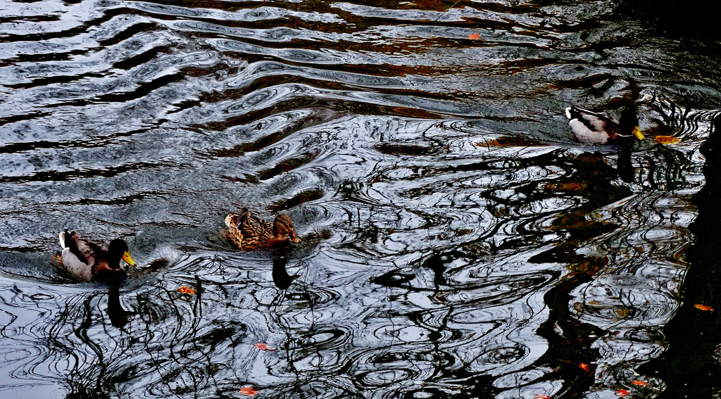 Reflections, Leaves and Ducks 2