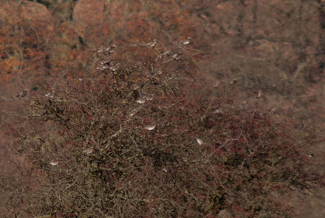 Fieldfare